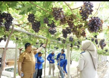 Jadi Kawasan Agrowisata Favorit Kota Palu, Kebun Anggur Duyu Bangkit Bukti Kerja GTRA