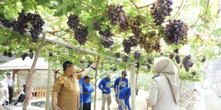 Jadi Kawasan Agrowisata Favorit Kota Palu, Kebun Anggur Duyu Bangkit Bukti Kerja GTRA
