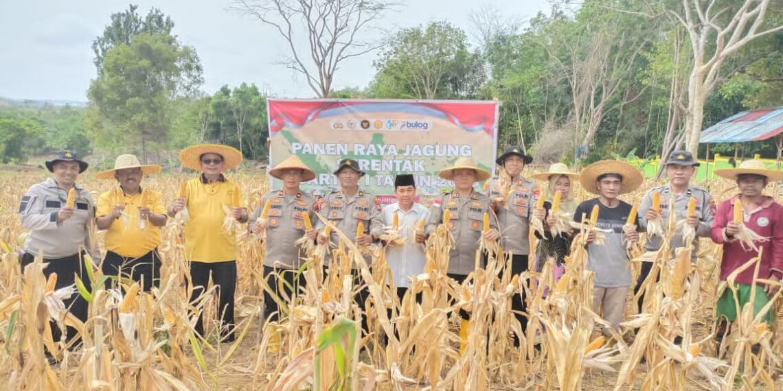 Panen Raya Jagung Pipil: Polsek Tanjungpinang Kota Dukung Ketahanan Pangan Nasional 