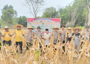 Panen Raya Jagung Pipil: Polsek Tanjungpinang Kota Dukung Ketahanan Pangan Nasional 