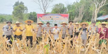 Panen Raya Jagung Pipil: Polsek Tanjungpinang Kota Dukung Ketahanan Pangan Nasional 