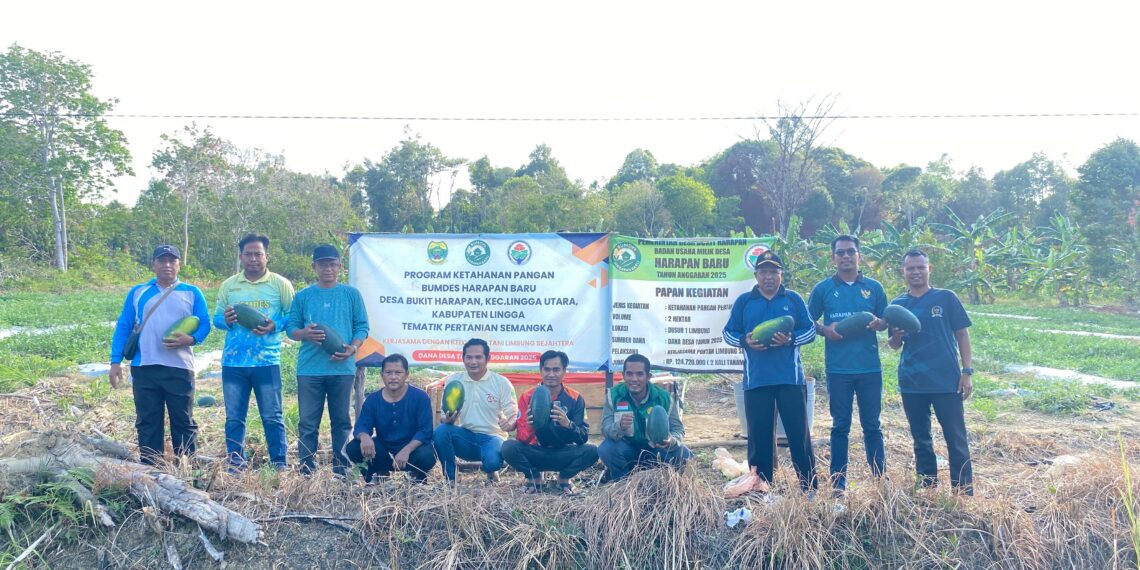 Panen Perdana Semangka, BUMDes Harapan Baru, Desa Bukit Harapan Dorong Ketahanan Pangan Nasional