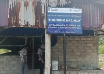 PT TIMAH Perkuat Ekonomi Lokal Lewat Peternakan Ayam Kampung di Karimun 
