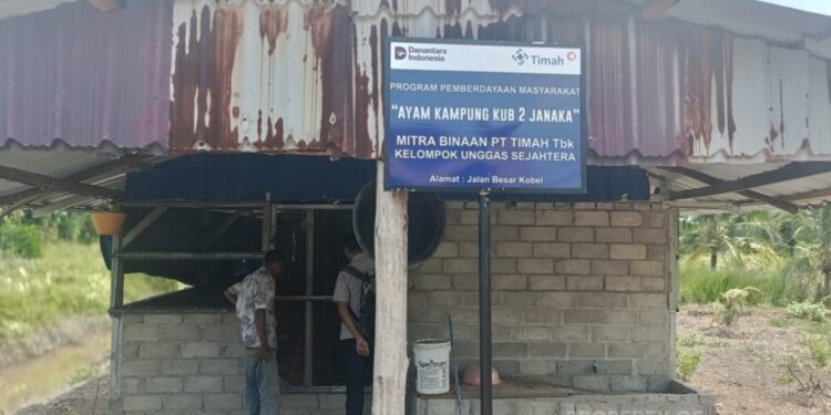 PT TIMAH Perkuat Ekonomi Lokal Lewat Peternakan Ayam Kampung di Karimun 