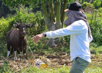 Jemi Permana Owner Proxinet saat tinjau hewan kurban di Jemaja pekan lalu