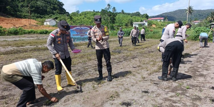 Dukung Swasembada Pangan, Polsek Jemaja Tanam Jagung Serentak di Bukit Padi