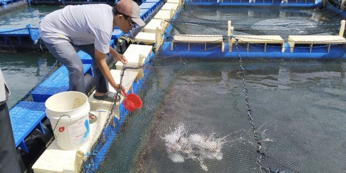 PT Timah Sukses Bina Nelayan Sawang Laut Budidaya Kakap Putih
