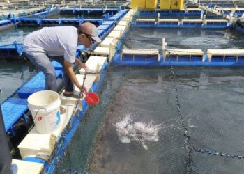 PT Timah Sukses Bina Nelayan Sawang Laut Budidaya Kakap Putih