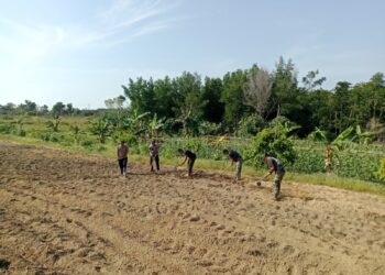 TMMD Ke-129 Kodim 0315/Tanjungpinang Percepat Pembangunan Sarana Ketahanan Pangan, Progres Tembus 79 Persen