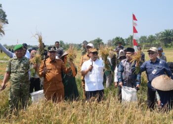 Wakil Gubernur Kepulauan Riau, Dr. Nyanyang Haris Pratamura, S.E., M.Si. saat melakukan panen padi di Desa Batubi Kec. Bunguran Batubi Natuna,
