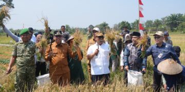 Wakil Gubernur Kepulauan Riau, Dr. Nyanyang Haris Pratamura, S.E., M.Si. saat melakukan panen padi di Desa Batubi Kec. Bunguran Batubi Natuna,