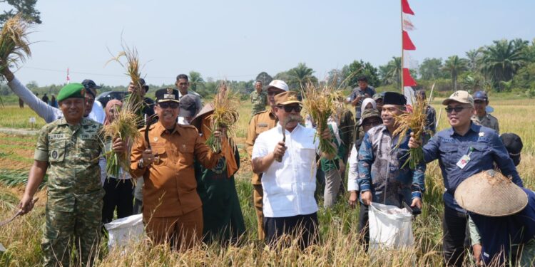 Wakil Gubernur Kepulauan Riau, Dr. Nyanyang Haris Pratamura, S.E., M.Si. saat melakukan panen padi di Desa Batubi Kec. Bunguran Batubi Natuna,