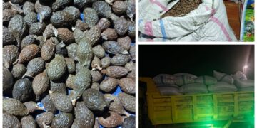Foto dokumentasi narasumber, buah kepayang yang berasal dari pulau Jemaja