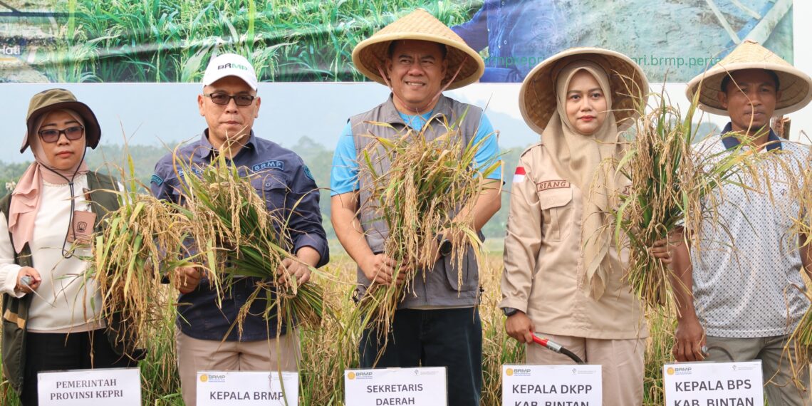 Panen Padi Demplot PM-AAS, Bintan Genjot Produktivitas dan Perkuat Ketahanan Pangan Mandiri