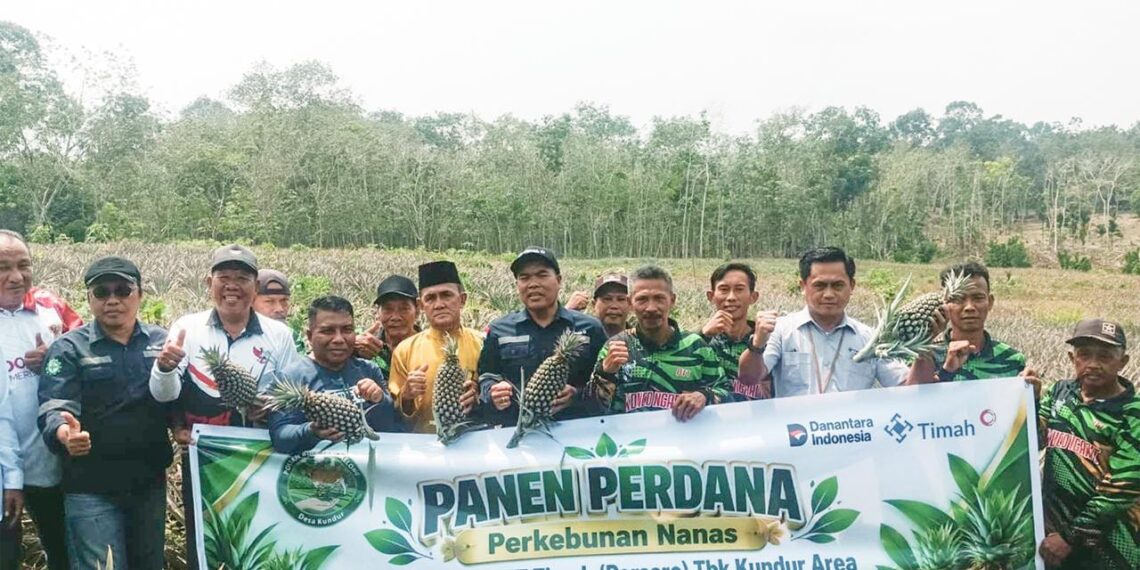 Panen Perdana 5.000 Nanas, Kelompok Tani Binaan PT Timah di Kundur Bukti Sukses Budidaya Nanas