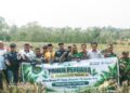Panen Perdana 5.000 Nanas, Kelompok Tani Binaan PT Timah di Kundur Bukti Sukses Budidaya Nanas