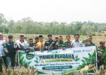 Panen Perdana 5.000 Nanas, Kelompok Tani Binaan PT Timah di Kundur Bukti Sukses Budidaya Nanas