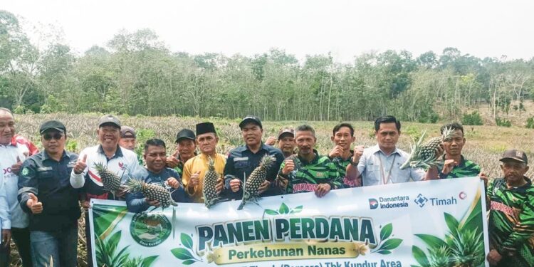 Panen Perdana 5.000 Nanas, Kelompok Tani Binaan PT Timah di Kundur Bukti Sukses Budidaya Nanas