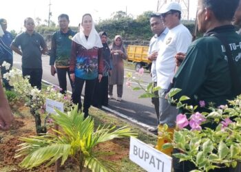 Bupati Cen Sui Lan Gerakkan Penghijauan Jalan Batu Sisir Jadi Proyek Percontohan